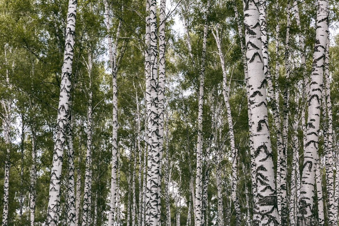 Photo Birch trees