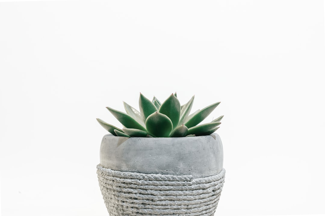 Photo Succulent plant